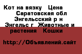 Кот на вязку › Цена ­ 1 000 - Саратовская обл., Энгельсский р-н, Энгельс г. Животные и растения » Кошки   